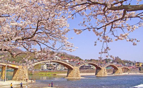 Erste Vorboten des Frühlings – Kirschblüten in Japan